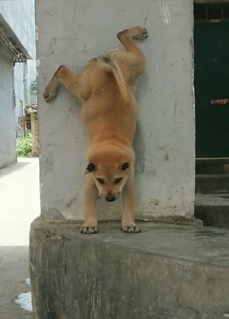 中国名犬排名犬排行榜前十名（中国名犬排名前100）