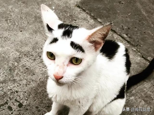 网络上一只很丑的猫叫什么，网络上一只很丑的猫叫什么猫？