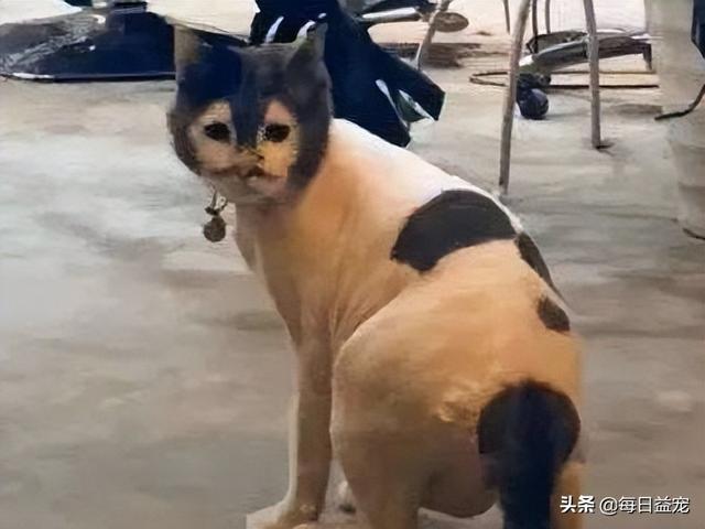 网络上一只很丑的猫叫什么，网络上一只很丑的猫叫什么猫？