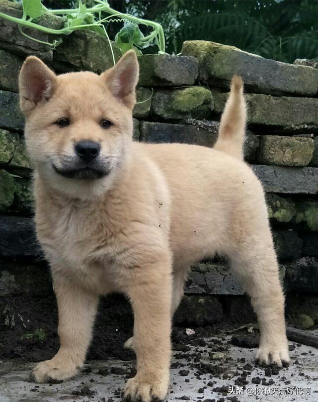 中国名犬排名犬排行榜前十名（中国名犬排名前100）