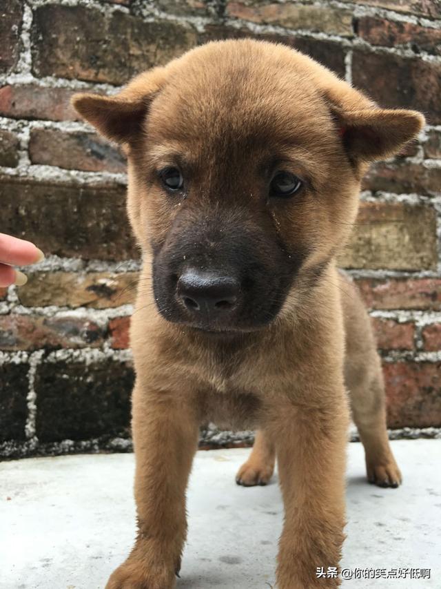 中国名犬排名犬排行榜前十名（中国名犬排名前100）