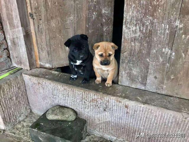 中国名犬排名犬排行榜前十名（中国名犬排名前100）