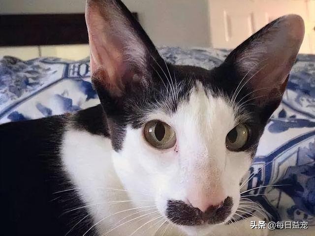 网络上一只很丑的猫叫什么，网络上一只很丑的猫叫什么猫？