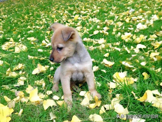 中国名犬排名犬排行榜前十名（中国名犬排名前100）