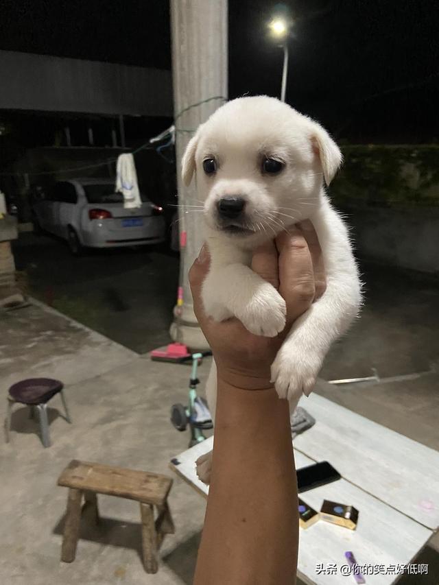 中国名犬排名犬排行榜前十名（中国名犬排名前100）