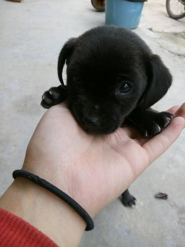 中国名犬排名犬排行榜前十名（中国名犬排名前100）