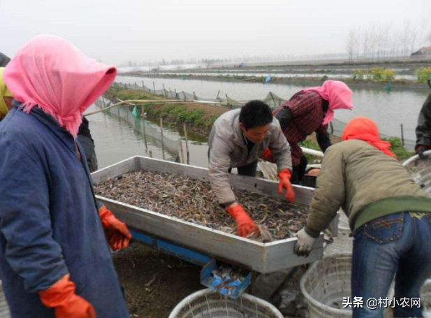 养泥鳅赚钱，养泥鳅赚钱骗局？